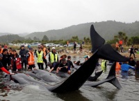 逾600头鲸鱼新西兰搁浅 志愿者合力救援半数已脱险
