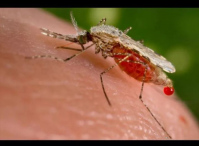 南非发布疟疾警报：两省发现大量的疟疾病例