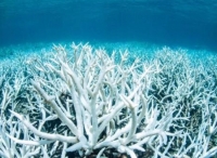 外媒:大堡礁珊瑚白化危机史无前例 超6成遭破坏