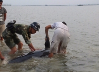 广西北海警民合力救援搁浅海豚