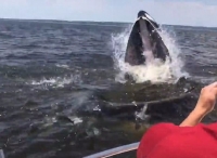 18米长座头鲸从船边跃出水面 船员惊呼连连