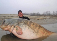 37岁男子钓上一条260斤的大鱼，看上去有船那么大