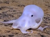 美国海域发现新品种章鱼 通体透明酷似小精灵