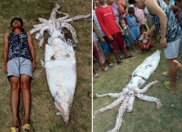 菲律宾渔民捕到2.5米巨型鱿鱼 通体明亮洁白
