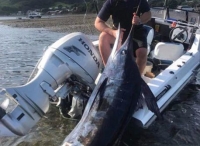 新西蘭漁夫捕到近300斤旗魚 因太大綁船后拖走