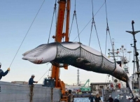 日本这些科研船，竟是精心伪装的职业杀手，一动物濒危令世界震怒