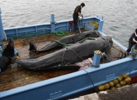 日本重启捕鲸为哪般？