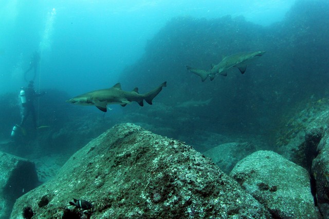 海洋中与鲨共舞 勇敢摄影师的精彩作品 