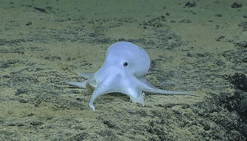 美海域发现新品种章鱼 通体透明酷似小精灵(图)1