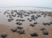 印度数万新生太平洋丽龟奔向大海
