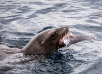 实拍：凶猛鲨鱼被海狮吃，海狮们正在疯狂开饭！