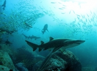 海洋中与鲨共舞 勇敢摄影师的精彩作品