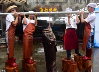 海南渔民捕获236斤重特大石斑鱼 4名成年男子才能扛起