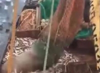 俄渔夫出海捕鱼意外捕上一只海狮 海狮也是一脸懵逼