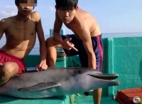 越南渔民分尸搁浅海豚
