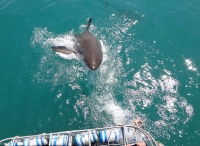 惊险！南非一大白鲨跃出水面欲捕食船上乘客