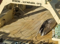日本船员在南极偷猎鲸鱼被拍