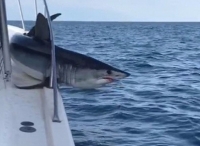 美灰鲭鲨跳上渔船被卡护栏 奋力挣扎欲摆脱