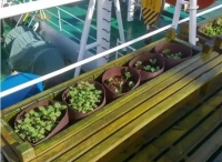 远洋船舶“向阳红03”新尝试！植物工厂让船员吃上新鲜蔬菜