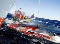 日本擬花費1億日元升級捕鯨船 南極捕鯨仍將持續