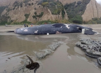 加利福尼亚海岸发现一头死于船撞的蓝鲸