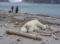 游轮船员射杀北极熊 惹众怒引发争议