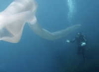 潜水员偶遇8米长蛀船虫 水中摇曳如巨型白绸带