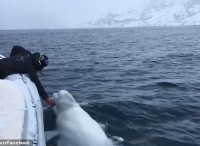 北冰洋白鲸与南非船员玩球，靠“才艺”换食物，疑似“间谍”身份